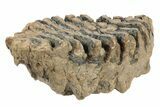 Partial Woolly Mammoth Fossil Molar - Poland #235269-2